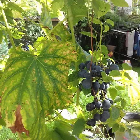 Poehlmann Privatunterkunft Plauen